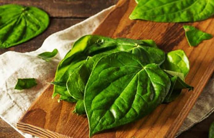 Manfaat daun sirih untuk wajah sangat beragam, mulai dari mencerahkan wajah, mengatasi jerawat, hingga mengatasi panu. Manfaat daun sirih untuk wajah sangat beragam, mulai dari mencerahkan wajah, mengatasi jerawat, hingga mengatasi panu.