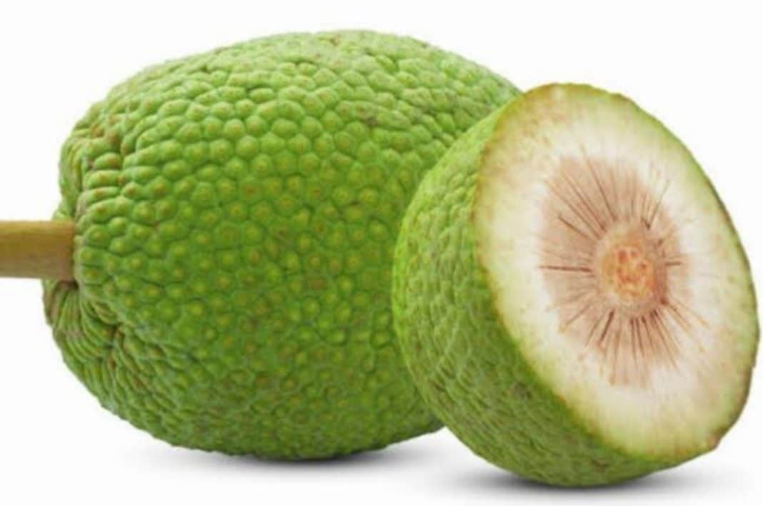 Sampai akhirnya, saat penjelajahan samudera dimulai, orang Eropa melongo karena berhasil menemukan buah yang dimaksud. Lebih lagi, buah sukun tersebut asli Indonesia.