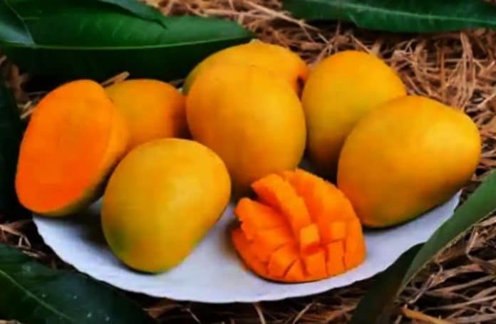 Mangga Indramayu merupakan varian mangga unggul khas Indramayu, Jawa Barat. Mangga Indramayu merupakan varian mangga unggul khas Indramayu, Jawa Barat.