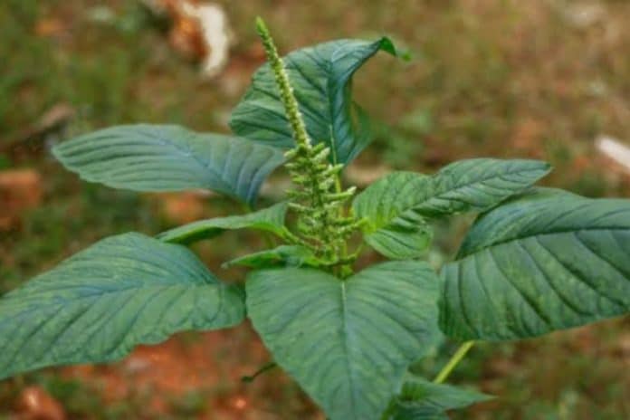 Bayam duri adalah tanaman yang memiliki duri kecil pada batangnya. Tanaman ini sering ditemukan tumbuh liar di lahan kosong, kebun, atau pinggir jalan.