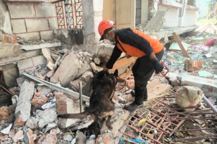 Ditpolsatwa Baharkam Polri yang tergabung dalam Tim INASAR 1 dalam Operasi Misi Kemanusiaan Myanmar 2025 juga membawa dua ekor anjing pelacak (K-9) yang memiliki peran penting dalam operasi SAR, di antaranya K-9 Gizi – Spesialis Urban Search and Rescue (USAR) dan K-9 Walet – Spesialis Kadaver Detection. (Poto: Humas Polri).