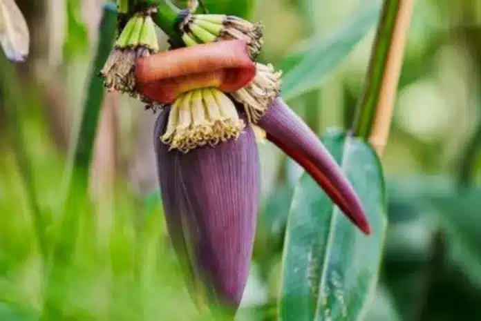 Manfaat jantung pisang untuk ibu menyusui tidak hanya sekadar mendorong produksi ASI, tetapi juga membantu pemulihan tubuh setelah melahirkan. Manfaat jantung pisang untuk ibu menyusui tidak hanya sekadar mendorong produksi ASI, tetapi juga membantu pemulihan tubuh setelah melahirkan.