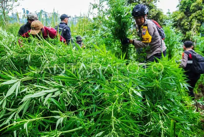 Bareskrim Ledakkan Jaringan Ganja Sumut–Aceh: 47 Kg Disita, 51,75 Hektare Ladang Dimusnahkan Direktorat Tindak Pidana Narkoba (Dirtipidnarkoba) Bareskrim Polri berhasil memusnahkan ladang ganja seluas 51,75 hektare di kawasan pegunungan Kabupaten Gayo Lues, Aceh.