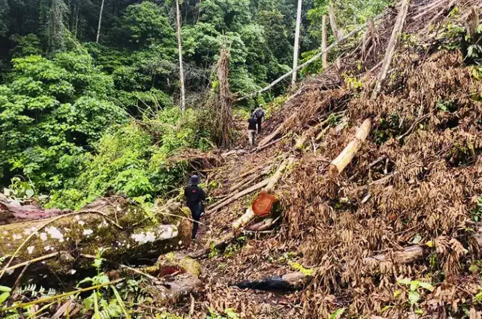 Polri Musnahkan 51,75 Hektare Ladang Ganja Tersembunyi di Kawasan Hutan Gunung Leuser Direktorat Tindak Pidana Narkoba (Dittipidnarkoba) Bareskrim Polri memusnahkan ladang ganja seluas 51,75 hektare yang tersembunyi di tengah hutan kawasan Gunung Leuser, Aceh. (Foto: Kurniawan/detikcom)