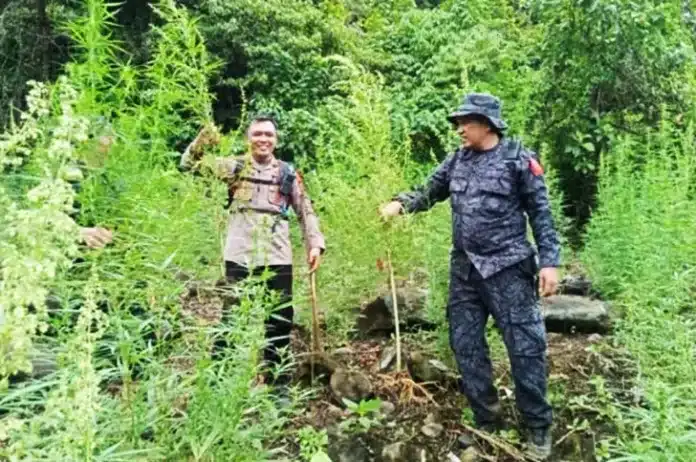 BNN Berhasil Ungkap 30.000 Batang Ganja, Berat Basah Capai 30 Ton Badan Narkotika Nasional (BNN) menemukan dua lokasi ladang ganja di kawasan Desa Rao Rao Dolok, Kabupaten Mandailing Natal (Madina), Sumatera Utara.