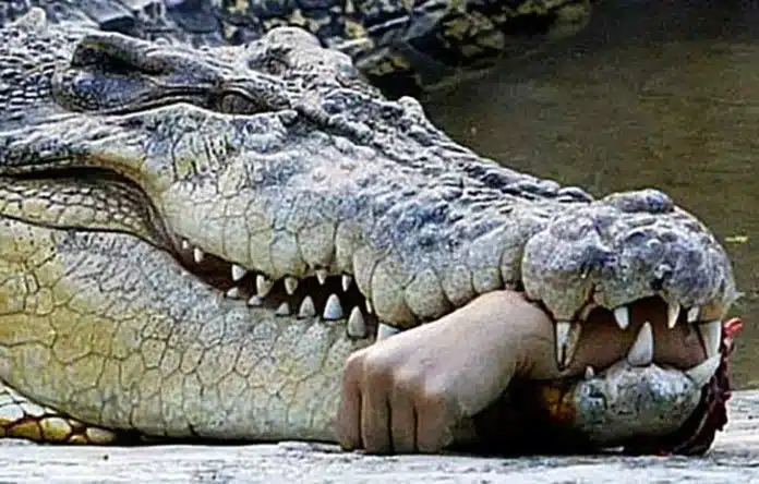 Tragedi mengerikan terjadi di Kabupaten Halmahera Selatan, Maluku Utara. Seorang bocah laki-laki bernama Affan (10) dilaporkan hilang setelah diterkam buaya saat berenang di Sungai Inggo, Desa Amasing Kota Barat, Kecamatan Bacan, pada Selasa (16/12/2025) sekitar pukul 16.00 WIT.